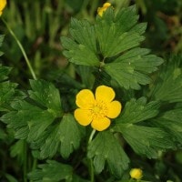 Ranunculus repens