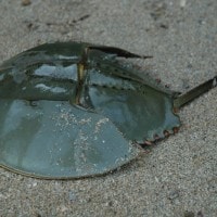 Kepiting ladam, mimi, Belangkas