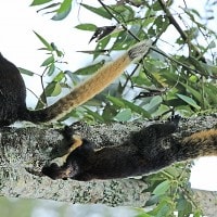 Jelarang Hitam