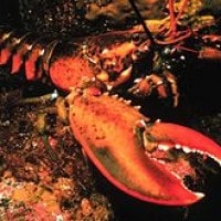 Lobster amerika