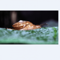 hemiplecta egeria (photo schilthuizen)