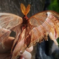 Si Raksasa Attacus atlas
