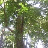 Kayu Hitam