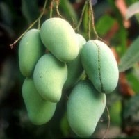 Mangga