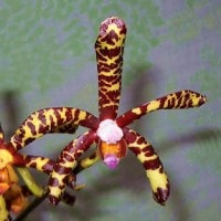 Anggrek Kalajengking