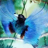 Bird of Paradise – Cendrawasih