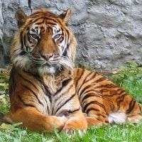 Harimau Sumatera