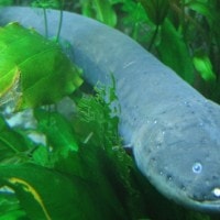 Belut listrik