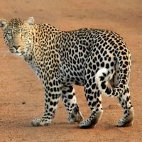 Macan Tutul