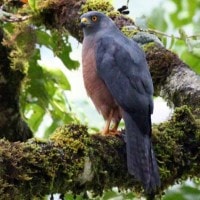 Burung Elang-alap Halmahera
