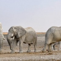 Gajah