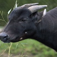 Anoa