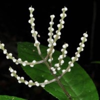 Chloranthus officinalis