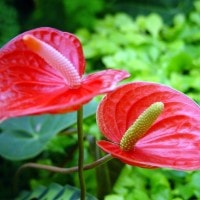 Anthurium sp.
