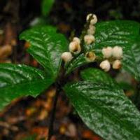 Chloranthus elatior