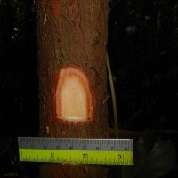 Ploiarium alternifolium (Vahl) Melch