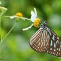 Ideopsis vulgaris