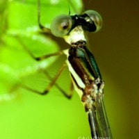 Drepanosticta