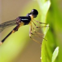 Drepanosticta Gazela