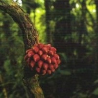 Kelibur