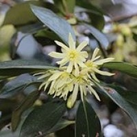 Japanese star anise