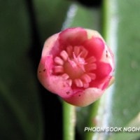 Illicium tenuifolium
