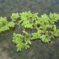 Azolla Fitoremediasi