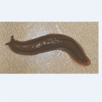 meghimatium striatum (photo liew ts)
