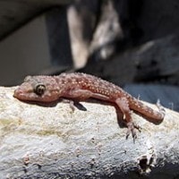 Tokek rumah