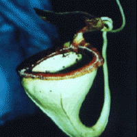 Kantung semar paniculata