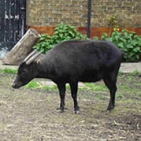 Anoa dataran rendah
