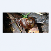 kalamantania whiteheadi (photo liew ts)