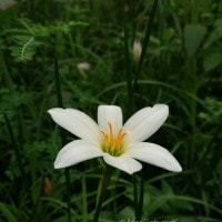 Si Cantik Zephyranthes