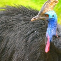 Burung Kasuari