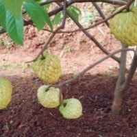 Khasiat Mulwo