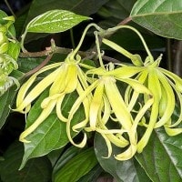 Kenanga Sebagai Aromaterapi