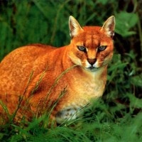Kucing Merah Kalimantan