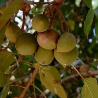Kemiri