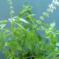 Kemangi