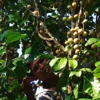 Duku