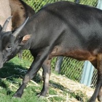 Anoa Endemik Sulawesi Tenggara