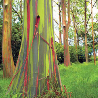 Pohon Pelangi
