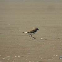 Cerek pasir mongolia