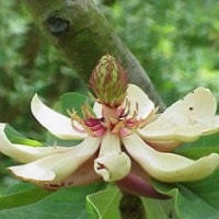 Ciri-ciri Umum Ordo Magnoliales