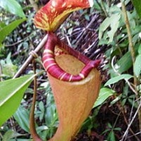 Kantung semar sumatera