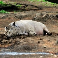 Babirusa Asal Sulawesi