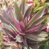 Rhoe discolor
