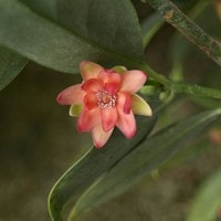Ciri-ciri Umum Ordo Illiciales
