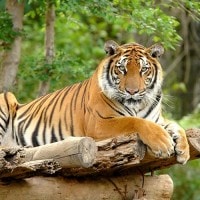 Harimau Sumatera