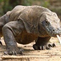 Komodo – Kadal Terbesar di Duna